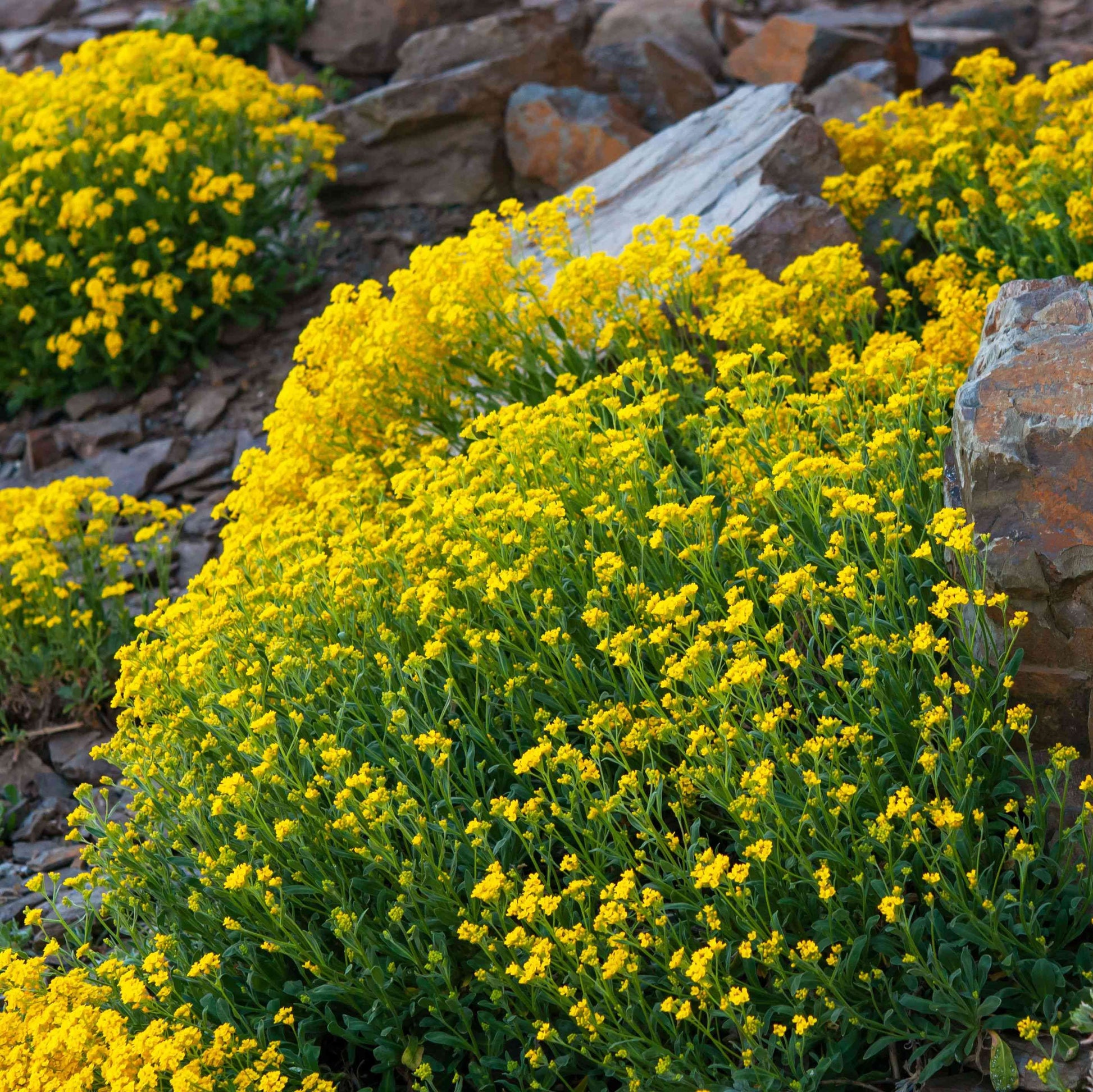 Thyme Seeds & Rock Cress Seeds – Creeping and Yellow