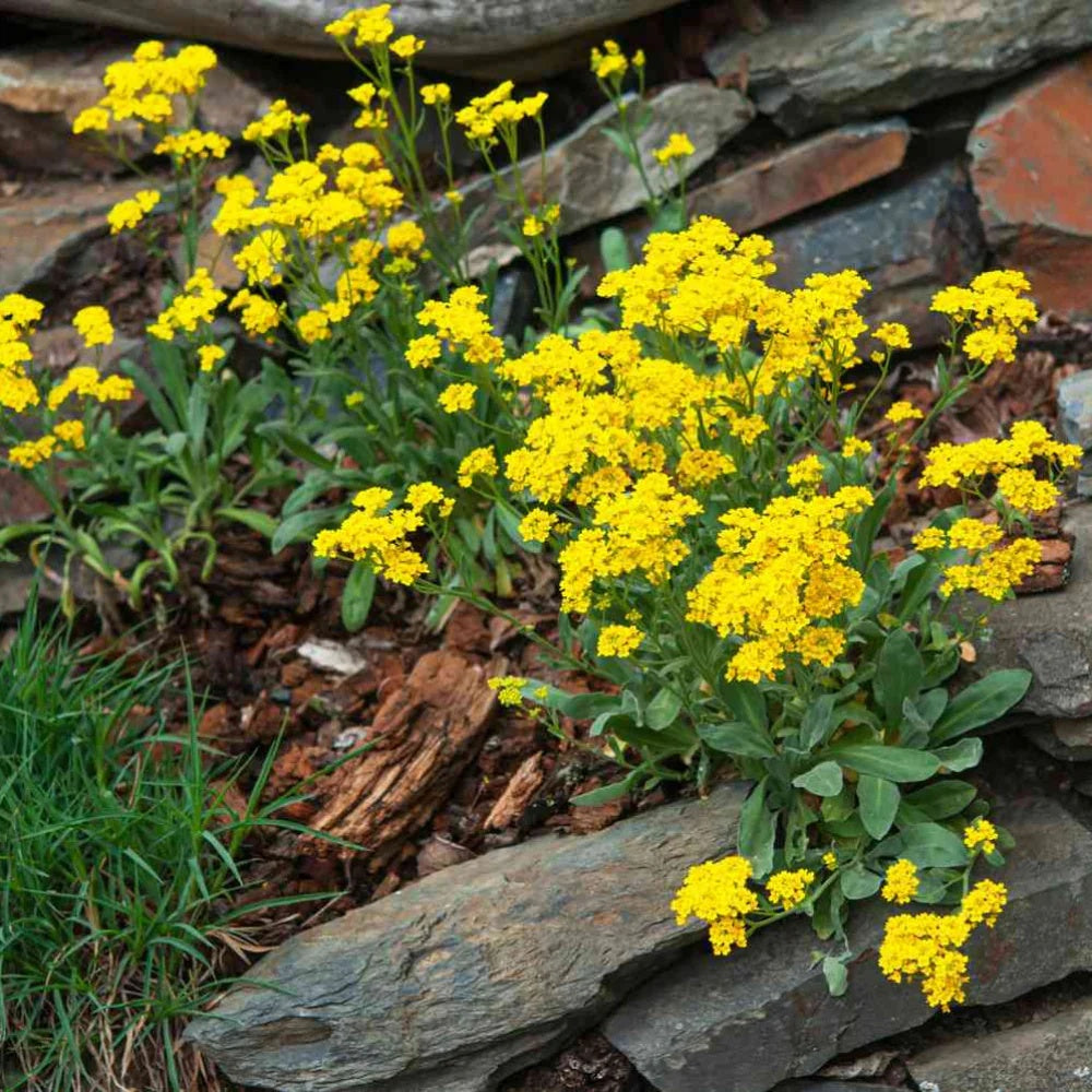 Thyme Seeds & Rock Cress Seeds – Creeping and Yellow