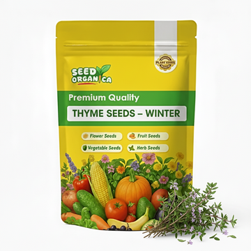 Thyme Seeds – Winter