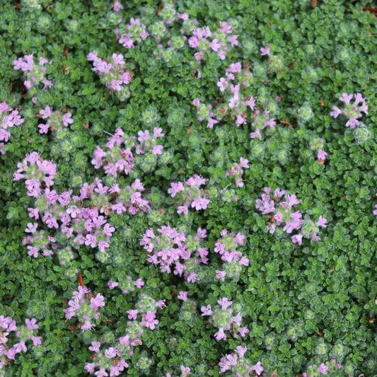 Thymus Pseudolanuginosus Seeds