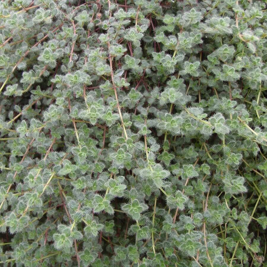 Thymus Pseudolanuginosus Seeds