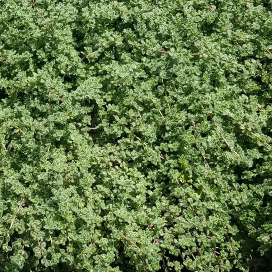 Thymus Pseudolanuginosus Seeds