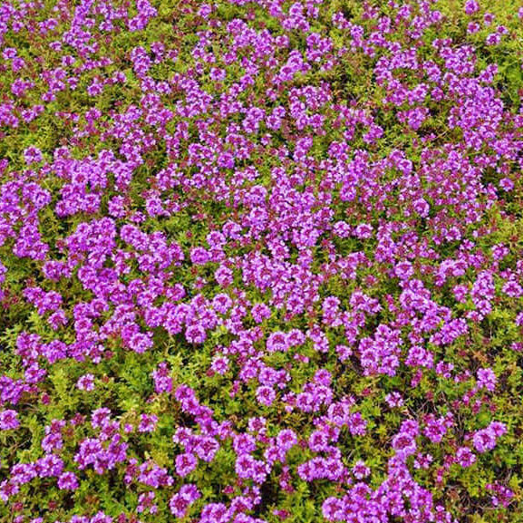Thymus Serpyllum Seeds - Flower Plant