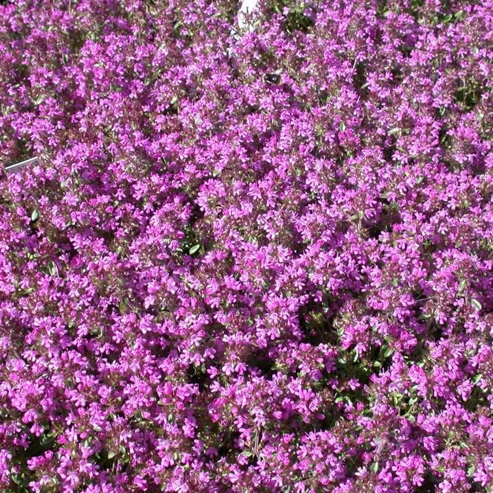 Thymus Serpyllum Seeds - Flower Plant