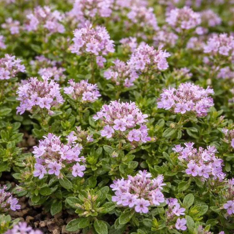 Thymus Serpyllum Seeds - Flower Plant