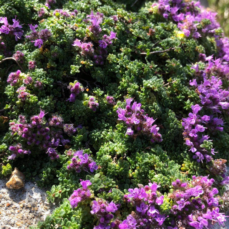 Thymus Serpyllum Seeds - Flower Plant