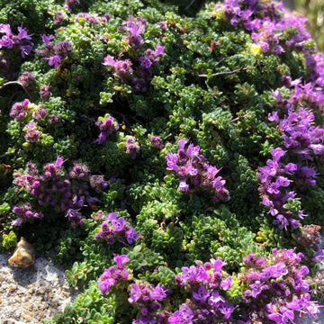 Thymus Serpyllum Seeds - Flower Plant