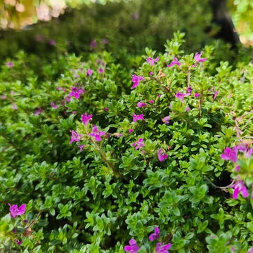 Thymus Serpyllum Seeds - Flower Plant