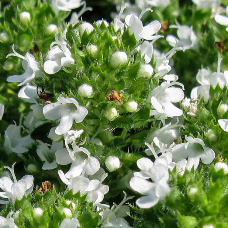 Thymus Serpyllum Seeds - Flower Plant