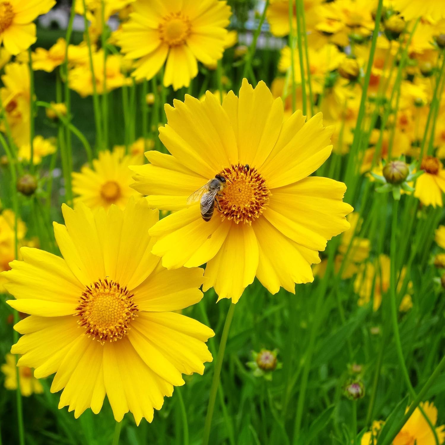 Tickseed Seeds – Perennial Coreopsis