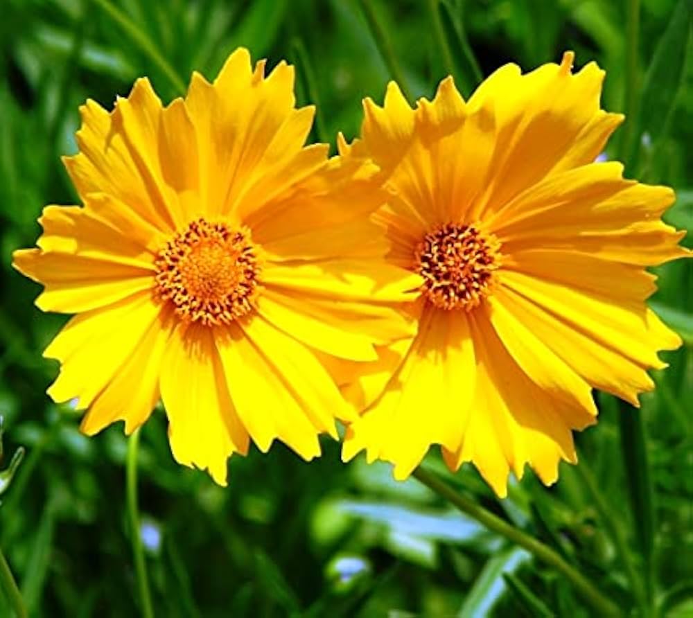 Tickseed Seeds – Perennial Coreopsis