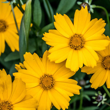 Tickseed Seeds – Largeflower Bright Wildflower Mix
