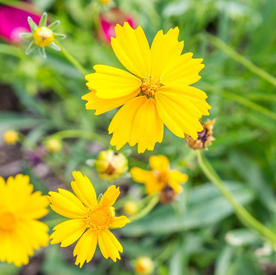 Tickseed Seeds – Perennial Coreopsis