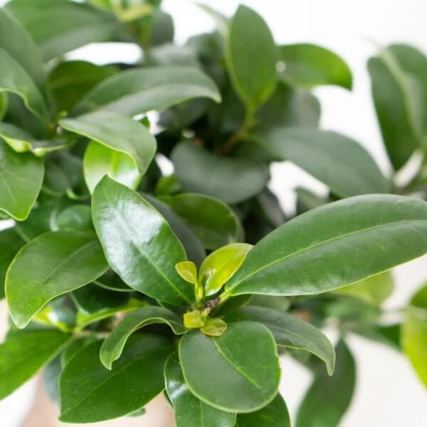 Tiger Bark Ficus Seeds - Flower Plant