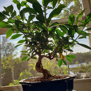 Tiger Bark Ficus Seeds - Flower Plant
