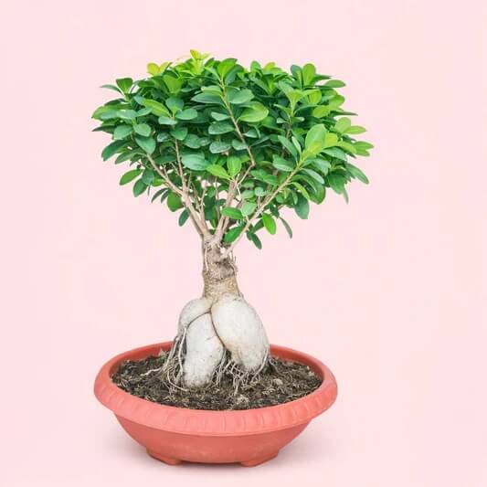 Tiger Bark Ficus Seeds - Flower Plant