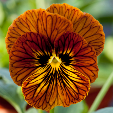 Tiger Eye Seeds – Unique Variegated Blooms