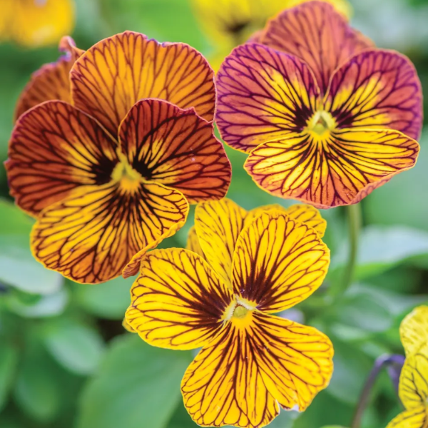 Tiger Eye Seeds – Unique Variegated Blooms