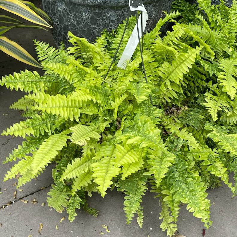 Tiger Fern Seeds