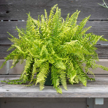 Tiger Fern Seeds
