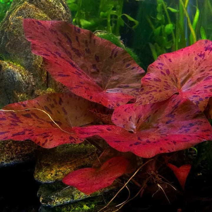 Tiger Lotus Seeds – Striped Petals
