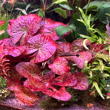 Tiger Lotus Seeds – Striped Petals
