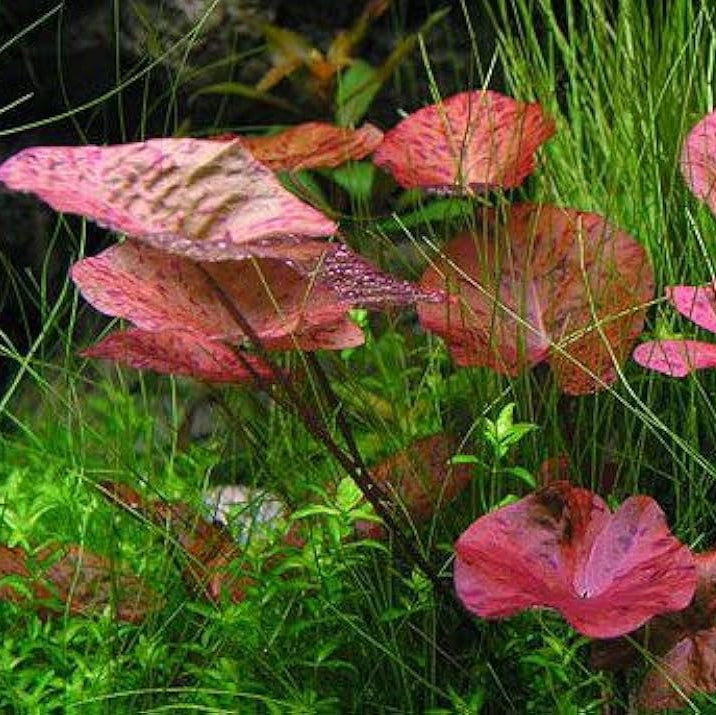 Tiger Lotus Seeds – Striped Petals

