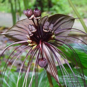 Tiger Orchid Seeds
