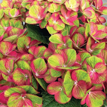 Green Pink Hydrangea Seeds – Flower Plant