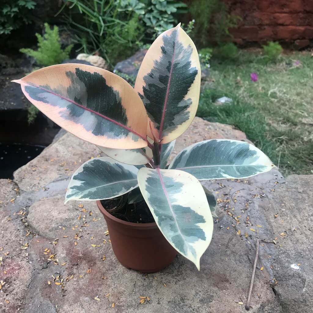 Tineke Rubber Plant Seeds