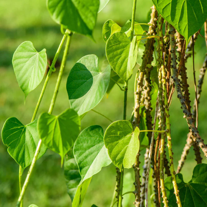 Tinospora Seeds

