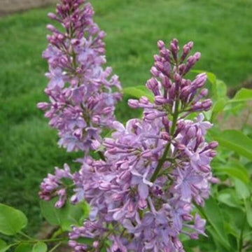 Tiny Dancer Seeds – Wildflower Mix, Heirloom