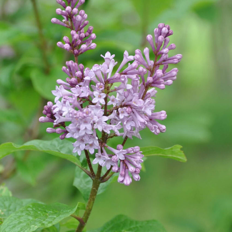 Tiny Dancer Seeds – Wildflower Mix, Heirloom