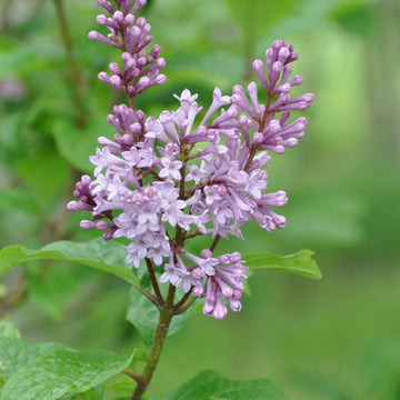 Tiny Dancer Seeds – Wildflower Mix, Heirloom