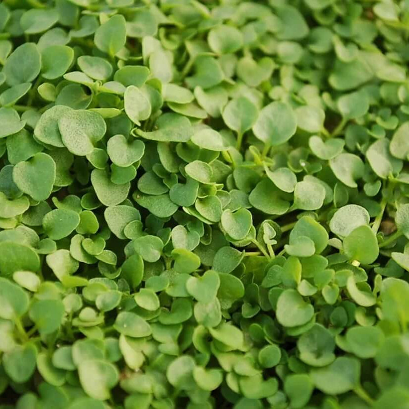 Tiny Mint Ground Cover seeds