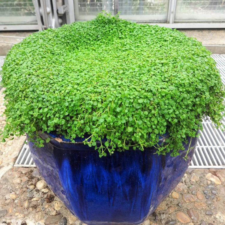 Tiny Mint Ground Cover seeds