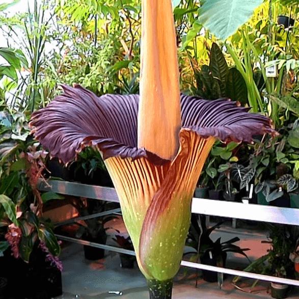 Titan Arum Seeds – Purple