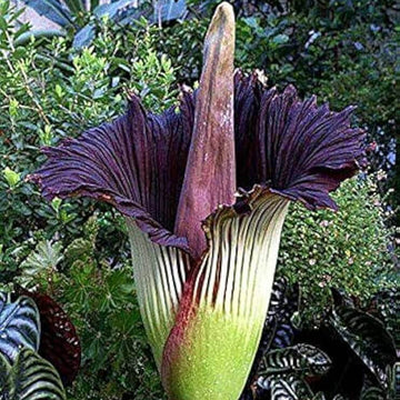 Titan Arum Seeds – Purple