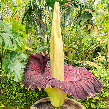 Titan Arum Seeds – Purple