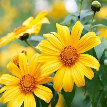 Tithonia Diversifolia Seeds – Yellow Mexican Sunflower, Perennial
