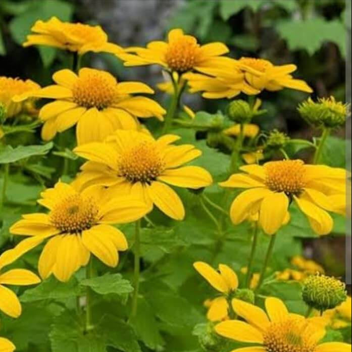 Tithonia Diversifolia Seeds – Yellow Mexican Sunflower, Perennial
