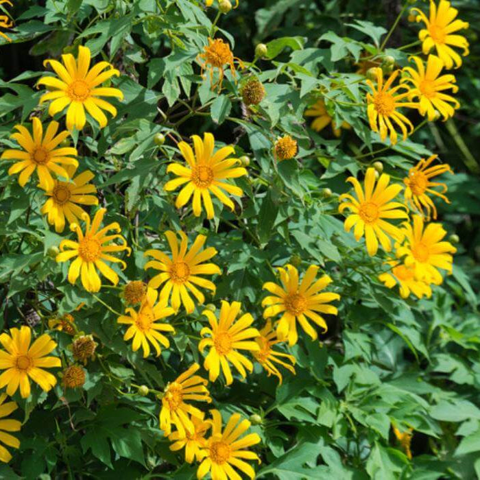 Tithonia Diversifolia Seeds – Yellow Mexican Sunflower, Perennial
