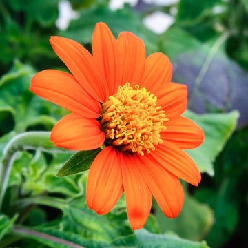 Tithonia Rotundifolia Mexican Sunflower Seeds 
