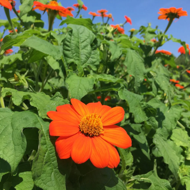 Tithonia Rotundifolia Mexican Sunflower Seeds 