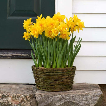 
Yellow Double Petals Daffodil Seeds
