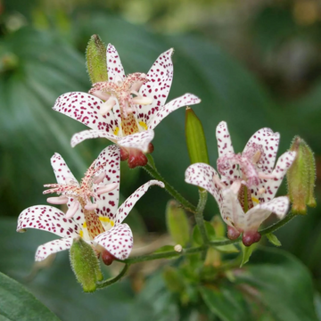 Toad Lily Seeds – Japanese