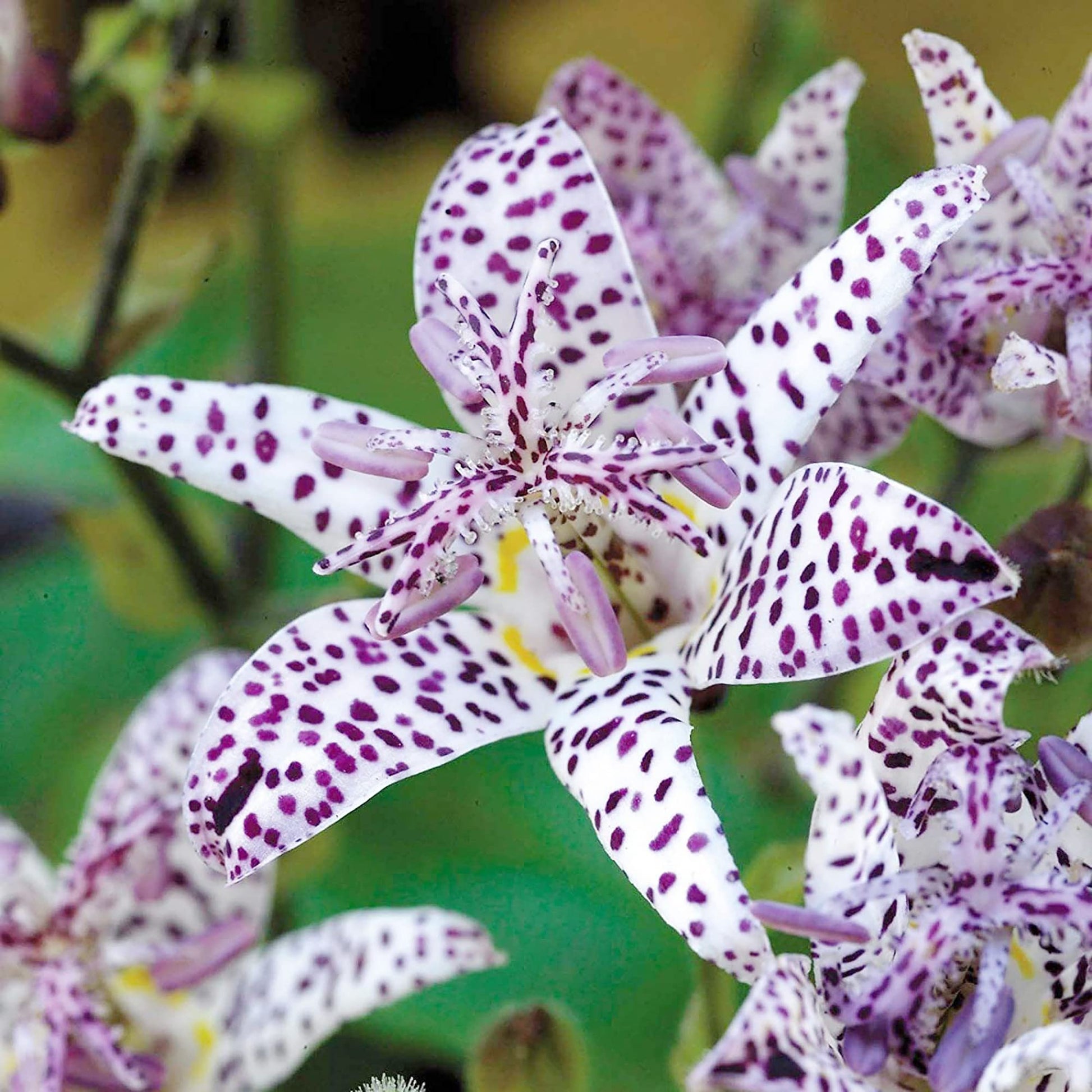 Toad Lily Seeds – Japanese
