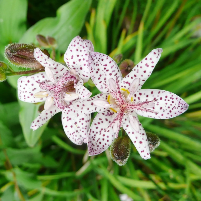 Toad Lily Seeds – Japanese