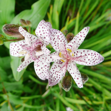 Toad Lily Seeds – Japanese
