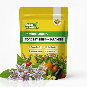Toad Lily Seeds – Japanese